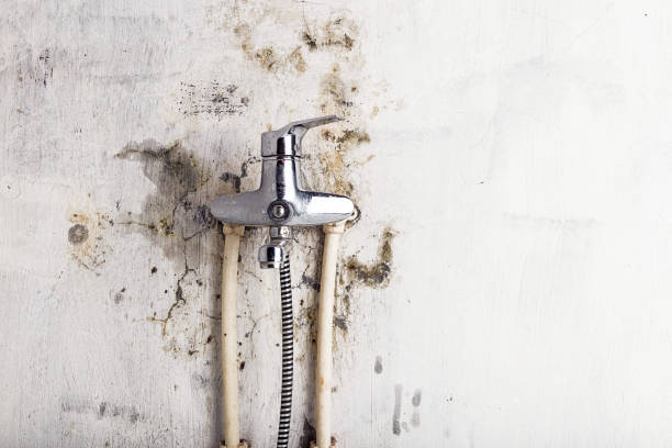 Royal Pines, NC Mold Removal Company