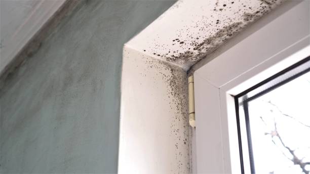 Best Mold Testing  in Royal Pines, NC