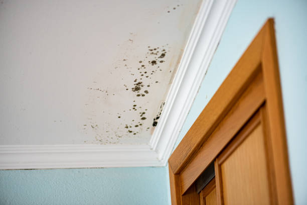 Best Mold Damage Repair  in Royal Pines, NC