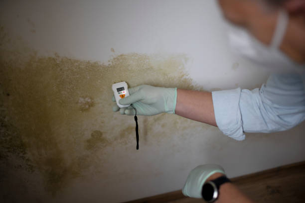 Best Mold Remediation  in Royal Pines, NC
