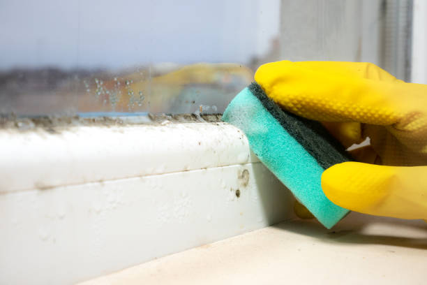 Best Mold Cleaning Services  in Royal Pines, NC