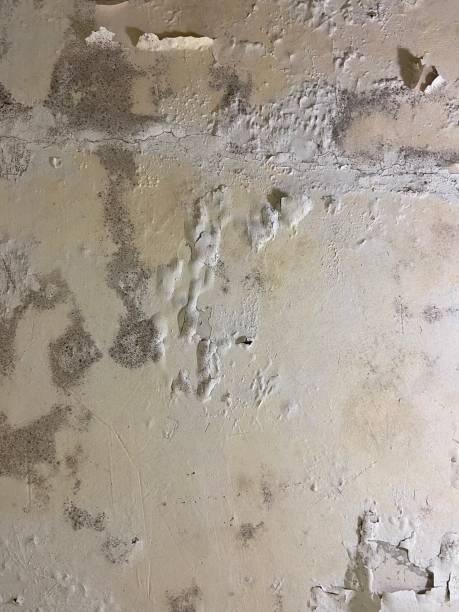 Best Black Mold Removal  in Royal Pines, NC