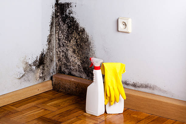 Best Crawl Space Mold Removal  in Royal Pines, NC